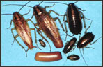 Blatella Germánica Caracteristiques paneroles