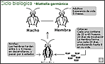 Cicle de la B.Germánica, polsar per ampliar Plaga paneroles