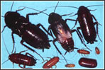 Blatella Orientalis Caracteristiques paneroles