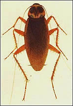 Panerola Periplaneta americana Panerola