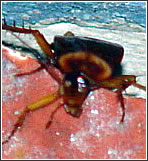 Panerola Panerola