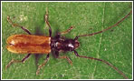 Insecte a combatre Insecte a Combatre