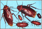 Periplaneta Americana paneroles