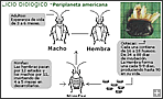 Cicle de la P. Americana, polsar per ampliar paneroles