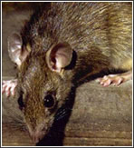 Control plagues Rates i Ratolins