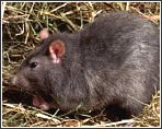 Rata Rata