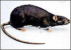 Rata de clavegueram(Rattus norvegicus)