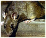 Rata negra (Rattus rattus) Rata negra (Rattus rattus)