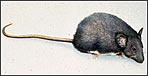 Ratolí Ratolí