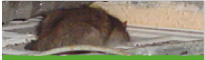 Control de rates i ratolins